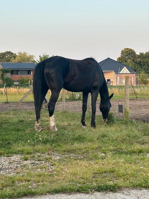 Halve stal, Dieren en Toebehoren, Paarden, Merrie