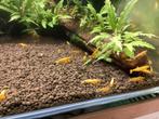 Garnalen Yellow galaxy fishbone, Dieren en Toebehoren, Kreeft, Krab of Garnaal, Zoetwatervis