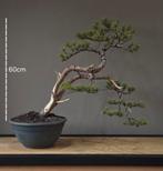 Prachtige Japanse zwarte den cascade bonsai 30j oud, Tuin en Terras, Ophalen