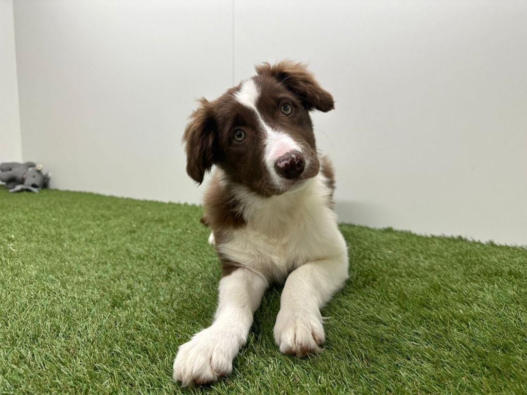 Chiots Border Collie