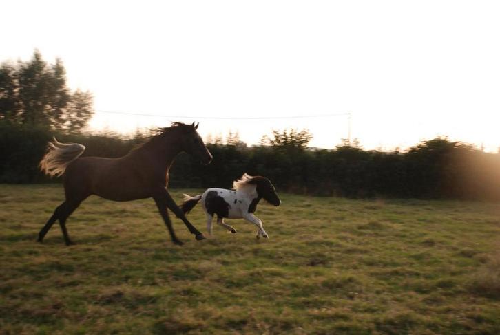 Recherché : prairie à louer dans la grande ville d'Ypres/Heu, Animaux & Accessoires, Chevaux