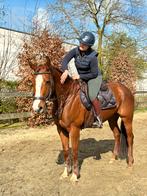 Toffe springmerrie, B, Moins de 160 cm, Avec pedigree, Jument