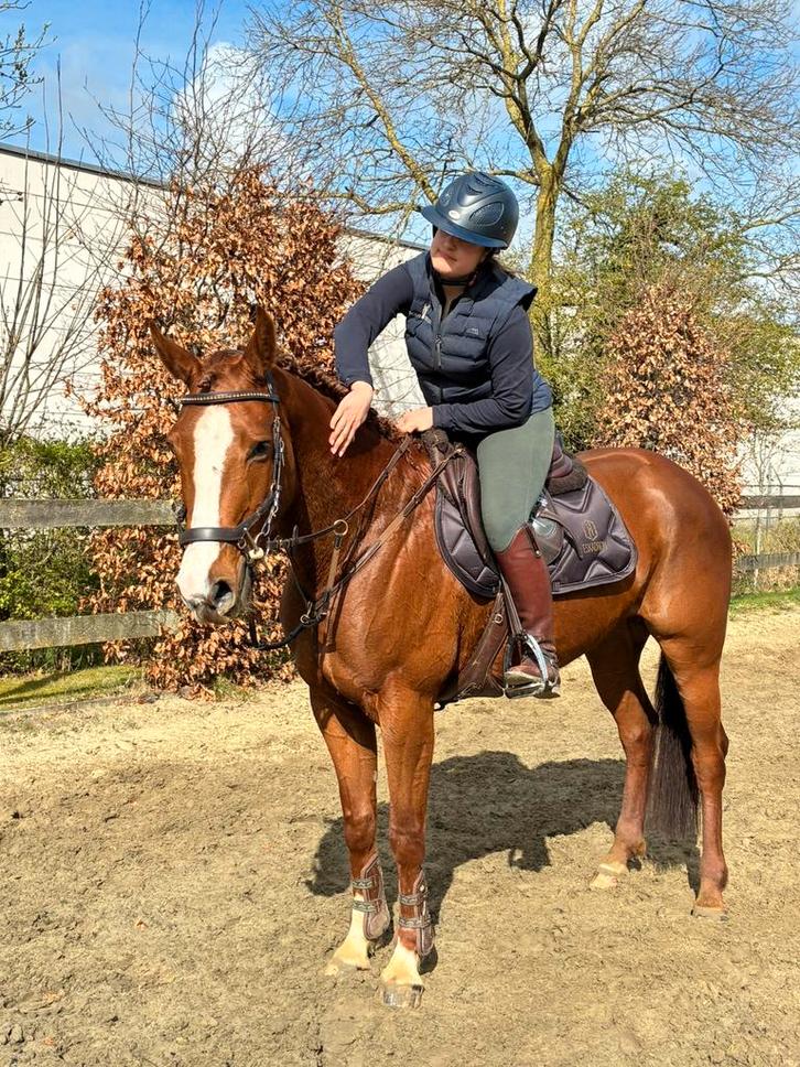Toffe springmerrie, Animaux & Accessoires, Chevaux, Jument, B, Moins de 160 cm, 3 à 6 ans, Avec pedigree, Avec puce électronique