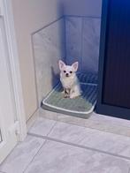 Cherche une famille pour chihuahua, Enlèvement, Utilisé