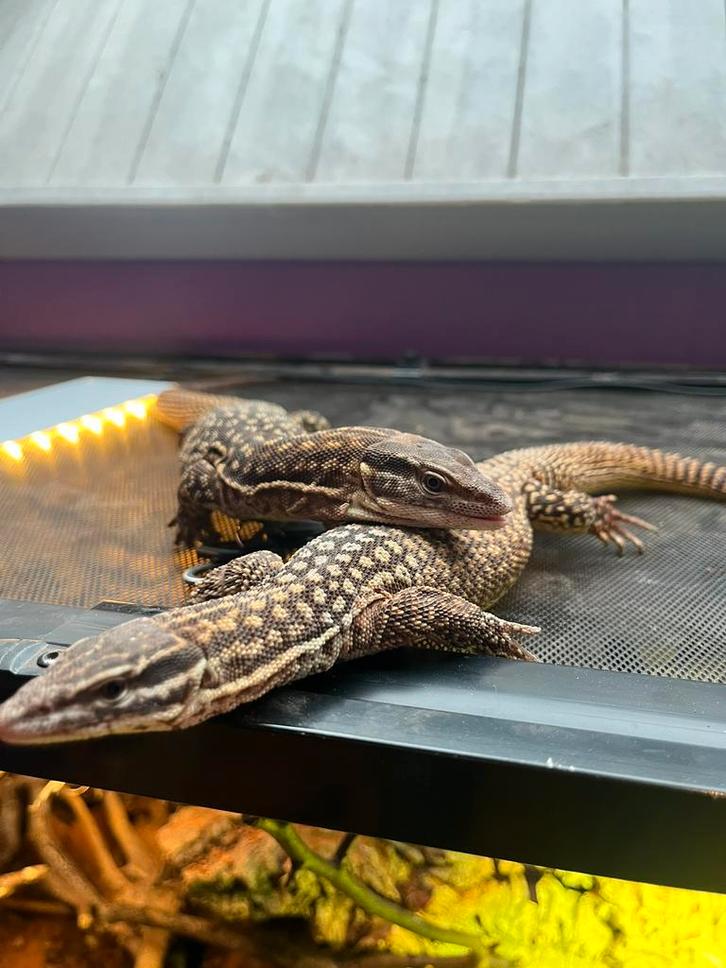 Varan à queue épineuse couple, Animaux & Accessoires, Reptiles & Amphibiens, Lézard, 0 à 2 ans, Domestique