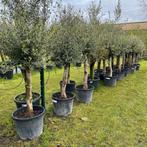 ‼️olijfbomen olea europaea aan promoprijzen ‼️, Tuin en Terras, Ophalen