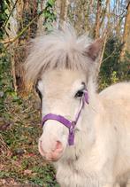Mini-cheval, Animaux & Accessoires, Étalon, Poney de récréation, Avec pedigree, 0 à 2 ans