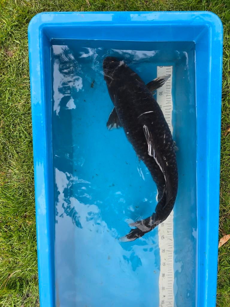 Très beau grand koï japonais Haijiro 75-80cm, Animaux & Accessoires, Poissons | Poissons d'étang