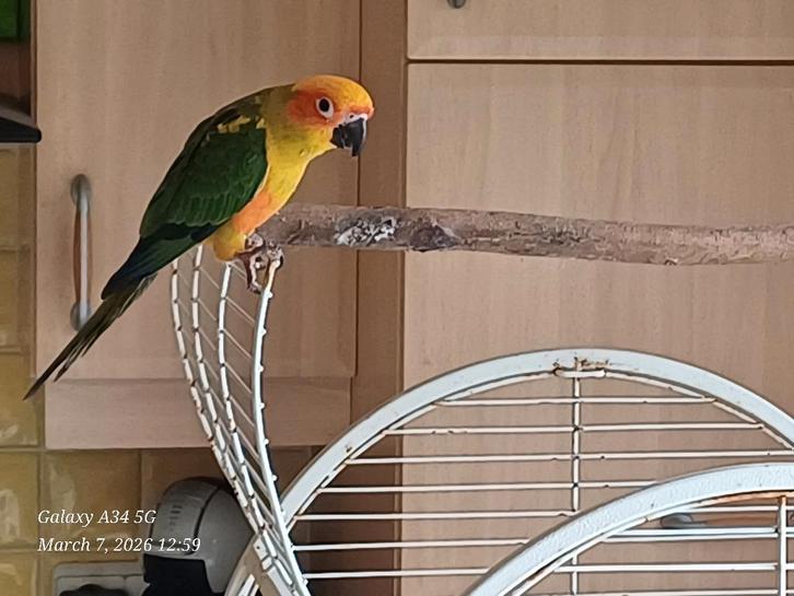 loslevende tamme zonparkiet, Dieren en Toebehoren, Vogels | Parkieten en Papegaaien, Parkiet, Tam