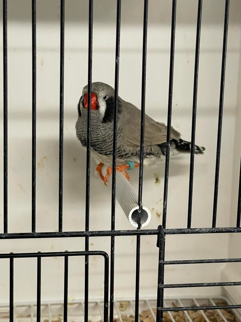 Zwartwang bleekrug split charcoal zebravink man, Dieren en Toebehoren, Vogels | Overige Vogels, Tropenvogel, Mannelijk, Geringd