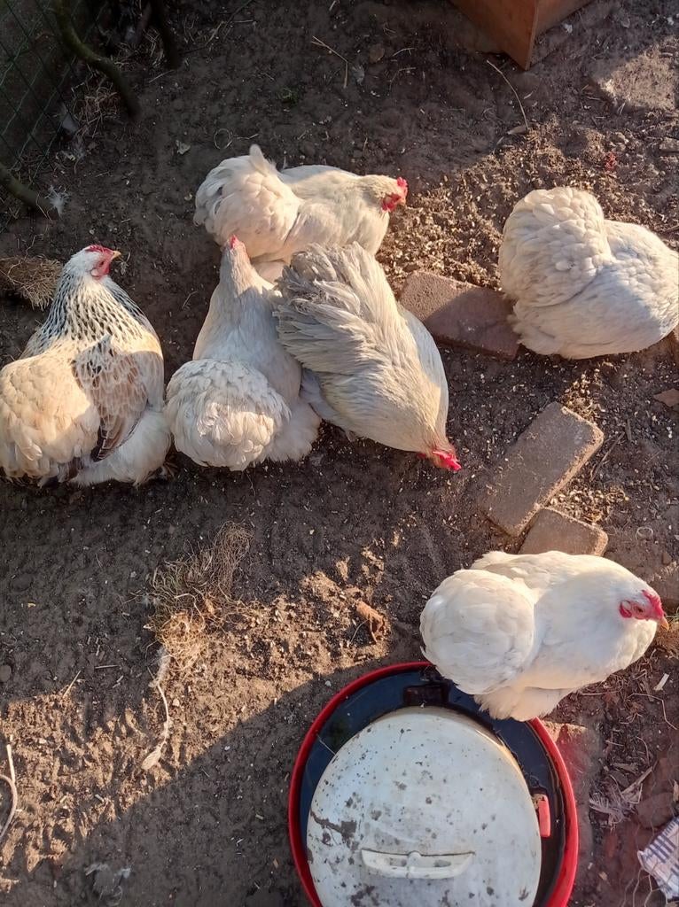 Broedeieren Cochin kriel, Dieren en Toebehoren, Pluimvee