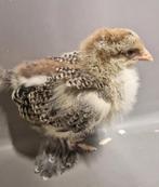 Sierkip Brahma Goudpatrijs kuikens, Dieren en Toebehoren, Pluimvee