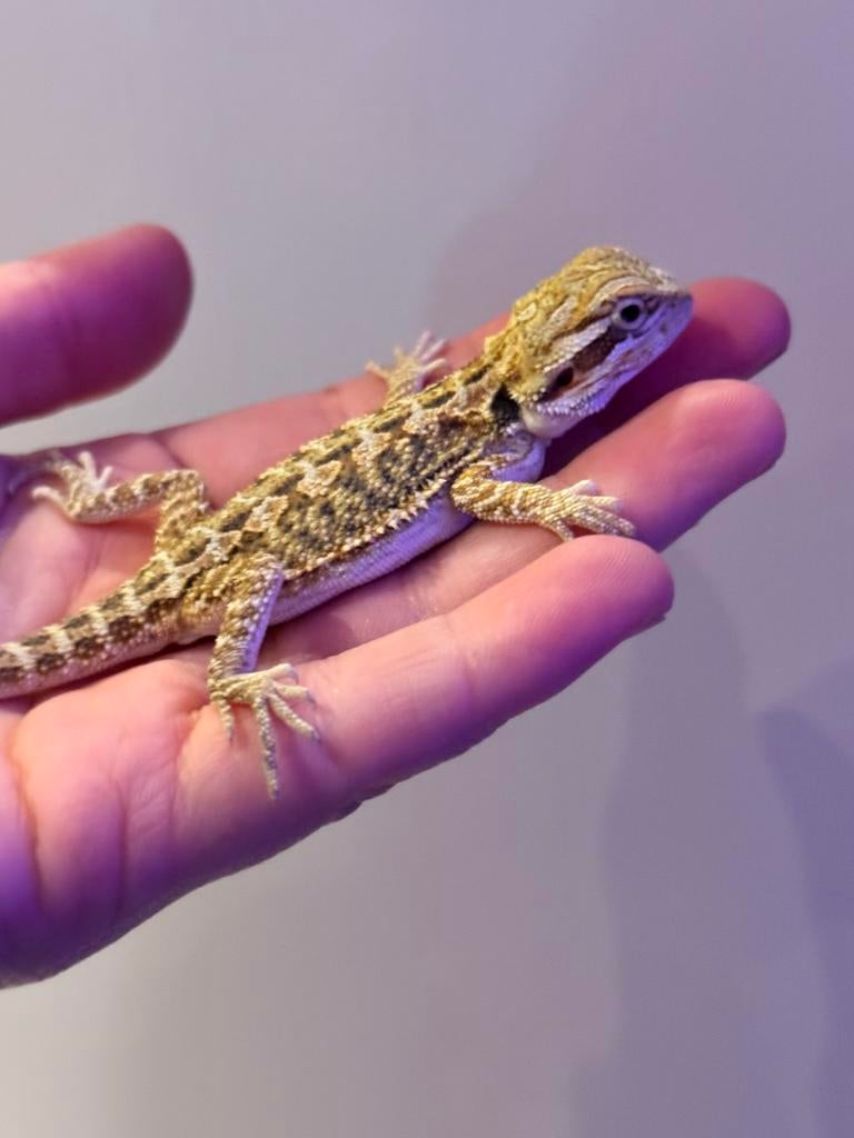 Jonge baardagamen te koop, gezond en actief!, Hagedis, Tam, 0 tot 2 jaar