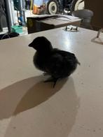 Ayam Cemani kuikentjes, Dieren en Toebehoren, Pluimvee, Geslacht onbekend, Kip