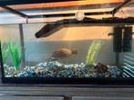 schildpadden met aquarium en toebehoren, Enlèvement, Comme neuf
