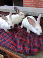 Californier konijn konijnen, Dieren en Toebehoren, Konijnen