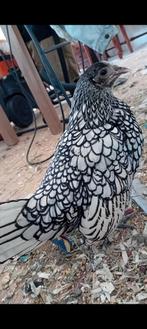 Sebright, Dieren en Toebehoren, Pluimvee, Vrouwelijk, Kip