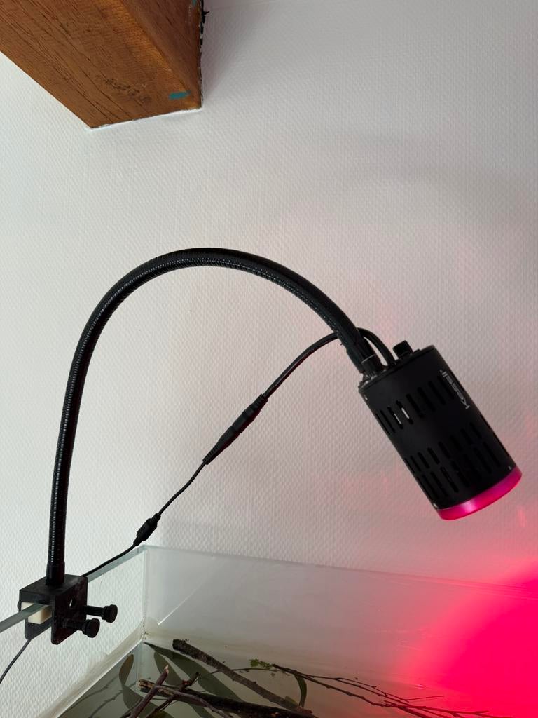 Kessil H160 Tuna Flora, Zoutwatervis