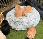 Minilopje vrouwtjes te koop, Février, Femelle, Domestique