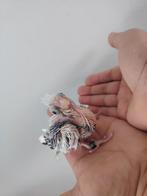 Super tamme baby valkparkiet, Dieren en Toebehoren, Vogels | Parkieten en Papegaaien, Geslacht onbekend, Parkiet, Geringd