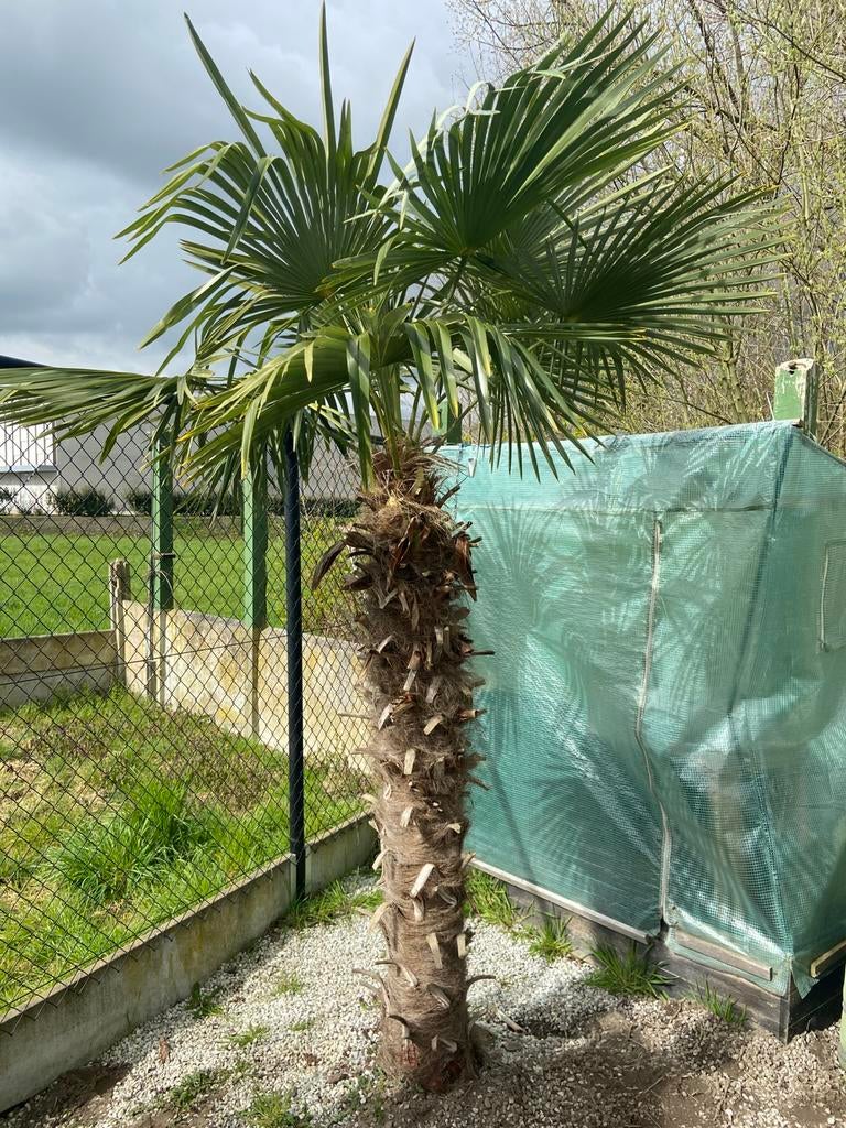 Palmboom winterhard Trachycarpus Fortunei, Tuin en Terras, Planten | Bomen, Ophalen, Palmboom, 100 tot 250 cm