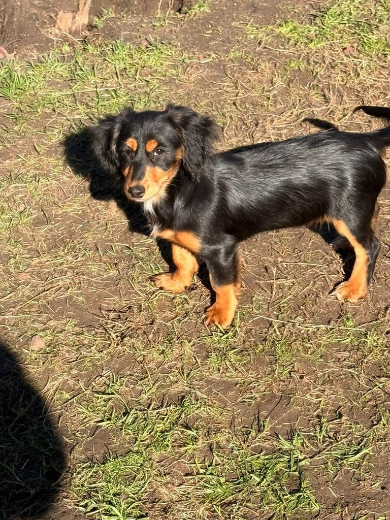 Dwergteckel langharig teefje, Parvo, België, 15 weken tot 1 jaar, Teef