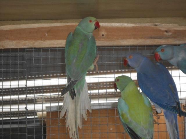 colliers 2025 à queue pâle opaline, Animaux & Accessoires, Oiseaux | Perruches & Perroquets, Perruche, Plusieurs animaux, Bagué