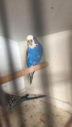 Grasparkiet, Dieren en Toebehoren, Vrouwelijk, Parkiet, Geringd