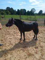 Prachtig miniatuurpaard merrie en hengst, Dieren en Toebehoren, Merrie