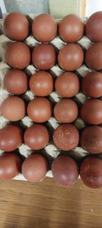 broedeieren marans zwart koper hals, Dieren en Toebehoren, Pluimvee