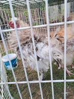 Gratis haan (zijdehoender), Dieren en Toebehoren, Pluimvee