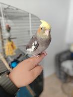 Super tamme valkparkiet gaat bijna zingen, Dieren en Toebehoren, Mannelijk, Parkiet, Pratend