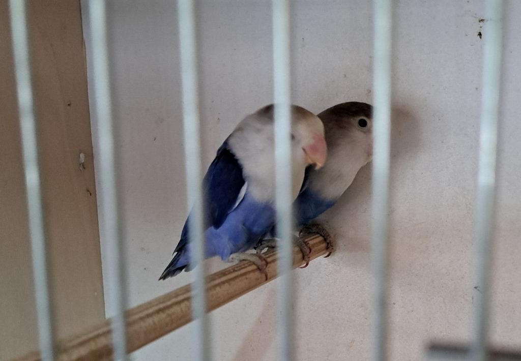 Fischeri's, mannen, Bagué