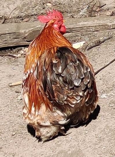 cochin kriel, Dieren en Toebehoren, Pluimvee, Mannelijk, Kip