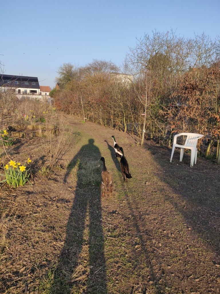 Loopeend man, Dieren en Toebehoren