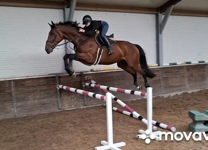 " Time out " 7 jarige BWP'er van Kannan, Dieren en Toebehoren, Paarden, Ruin, Zadelmak, 170 tot 175 cm, 3 tot 6 jaar, Springpaard