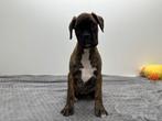 Chiots Boxer, Hépatite contagieuse (maladie de Rubarth), Belgique, Plusieurs, Chienne