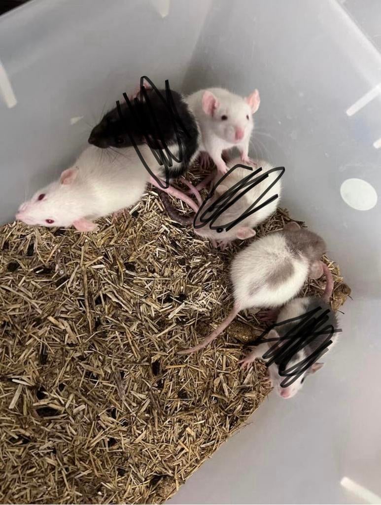 Bébés rats Dumbo, Animaux & Accessoires, Rat, Mars, Domestique, Femelle