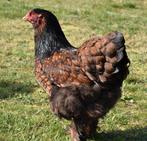 Broedeieren van brahma goud-zwart gezoomd., Dieren en Toebehoren, Pluimvee