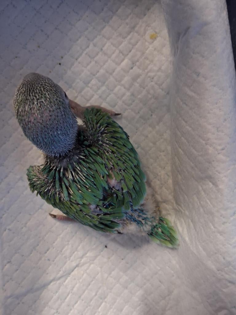 halsband parkiet, Parkiet, Geringd