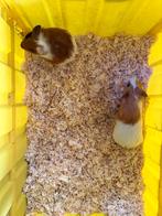2 cavia vrouwtjes, Dieren en Toebehoren, Knaagdieren, Cavia, Februari, Vrouwelijk, Tam