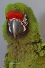 tamme jonge soldaten ara, Meerdere dieren, Papegaai, Geringd