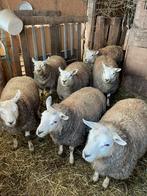 Textel Ram, Dieren en Toebehoren, Schapen, Geiten en Varkens