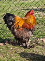 Broedeieren Brahma meerzomig blauw patrijs en patrijs, Dieren en Toebehoren