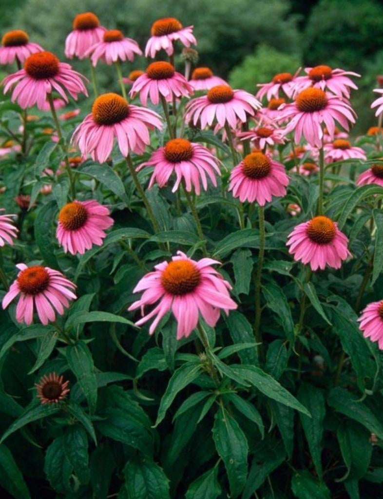 Echinacea, zonnehoed, Ophalen, Zomer, Volle zon