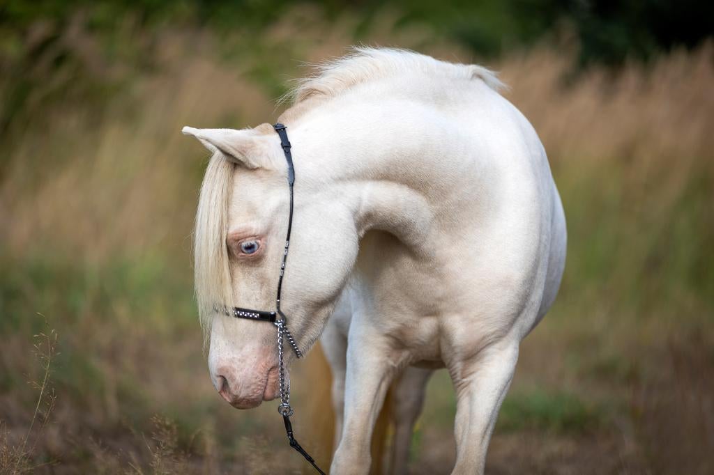 AMHA / NMPRS minipaardjes, Jument, Ne s'applique pas, Avec pedigree