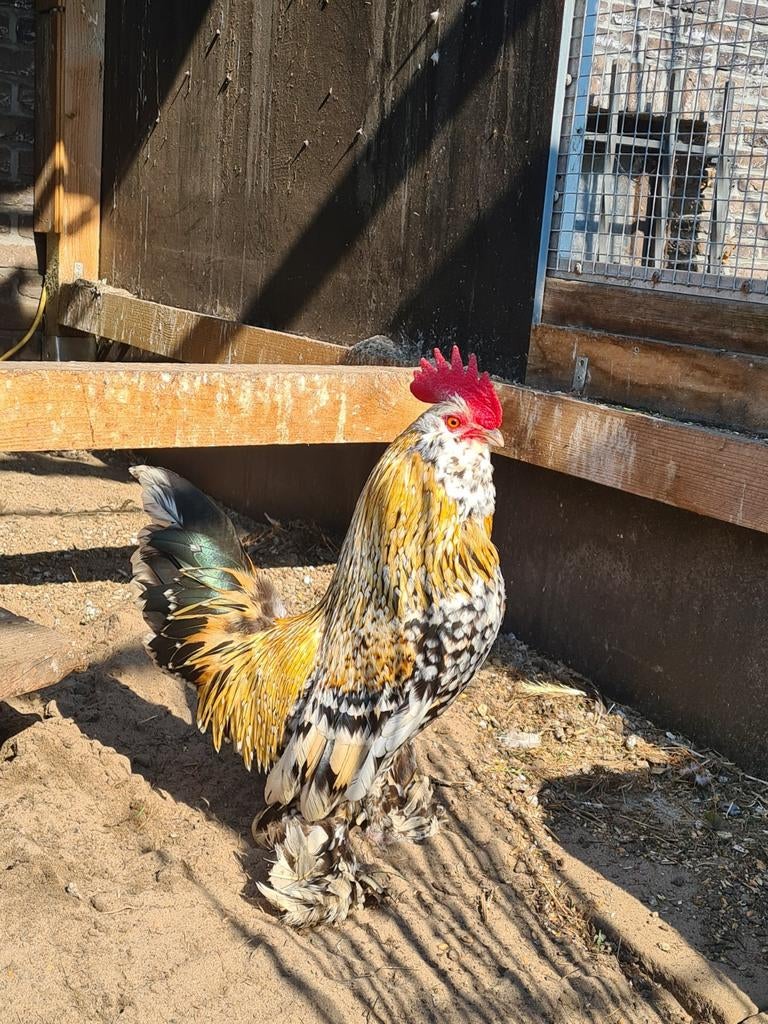 Ukkelse baardkrielen, Dieren en Toebehoren, Pluimvee, Mannelijk, Kip