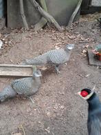 grijze pauwfazant, Dieren en Toebehoren, Vogels | Overige Vogels, Mannelijk, Geringd