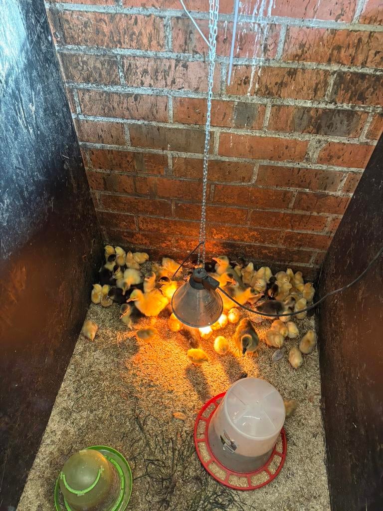 Verschillende kuikens, Dieren en Toebehoren, Pluimvee