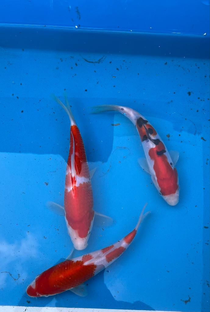 Prachtige Japanse Tosai, Dieren en Toebehoren, Vissen | Vijvervissen, Karper of Koi